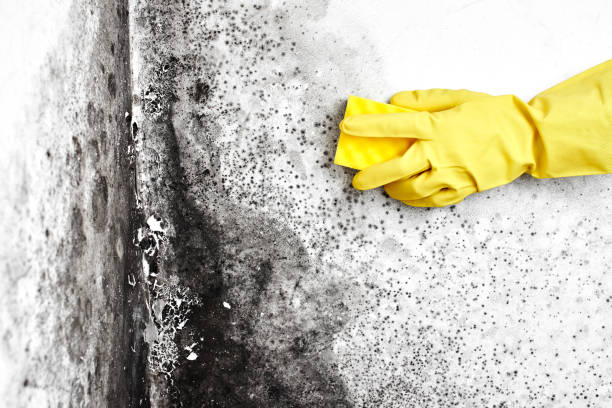 Best White Mold Remediation in Mill City, OR