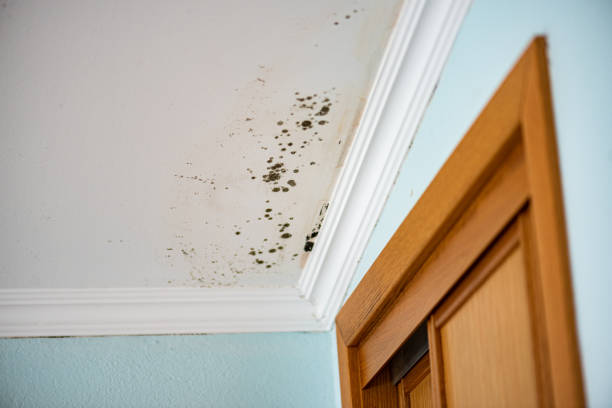 Best Attic Mold Remediation in Mill City, OR