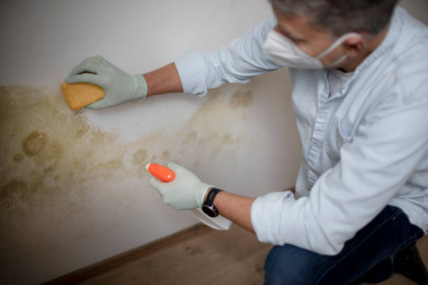 Best Mold Testing and Inspection Services in Mill City, OR