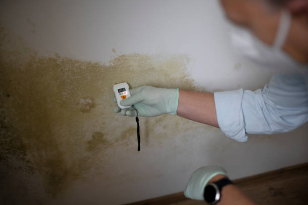 Best Residential Mold Remediation in Mill City, OR