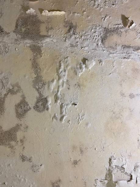 Best DIY Mold Remediation Support Services in Mill City, OR