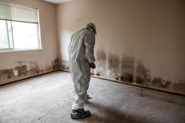 Best Residential Mold Remediation in Mill City, OR