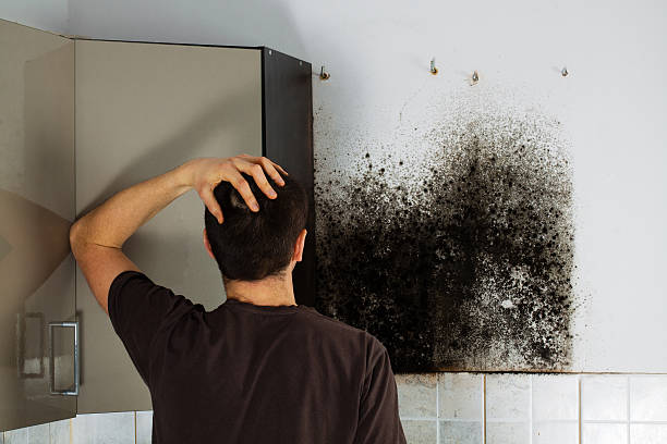 Best Black Mold Remediation in Mill City, OR