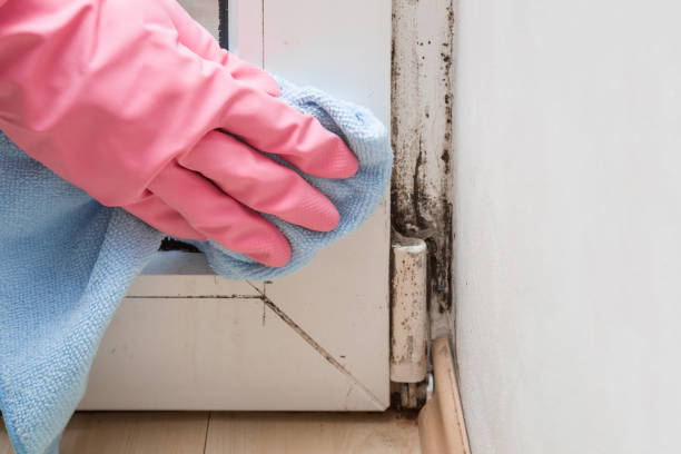 Best DIY Mold Remediation Support Services in Mill City, OR